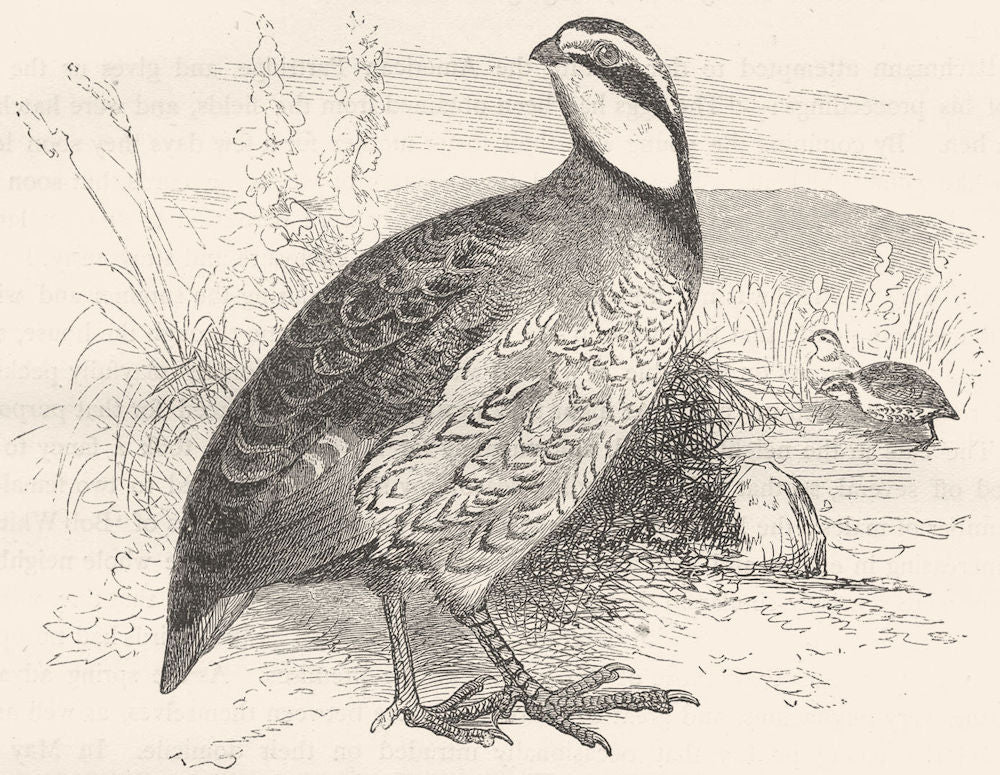 GALLINACEOUS PARTRIDGE. Virginian c1870 old antique vintage print picture